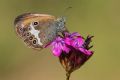 Coenonympha arcania